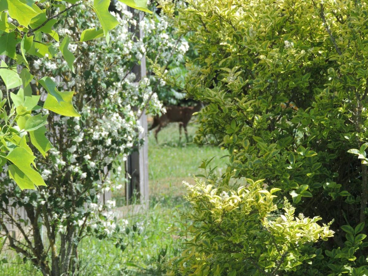 Atypique Lola Type Kota Location En Chalet